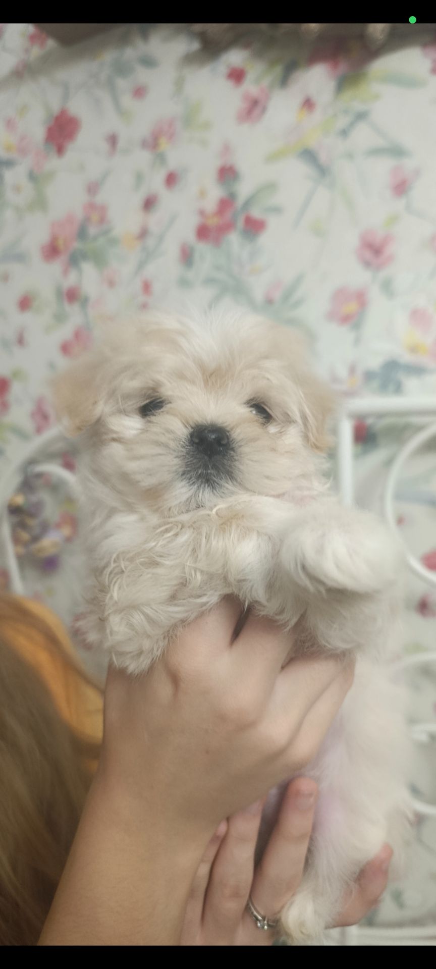 Щеночки болоночки