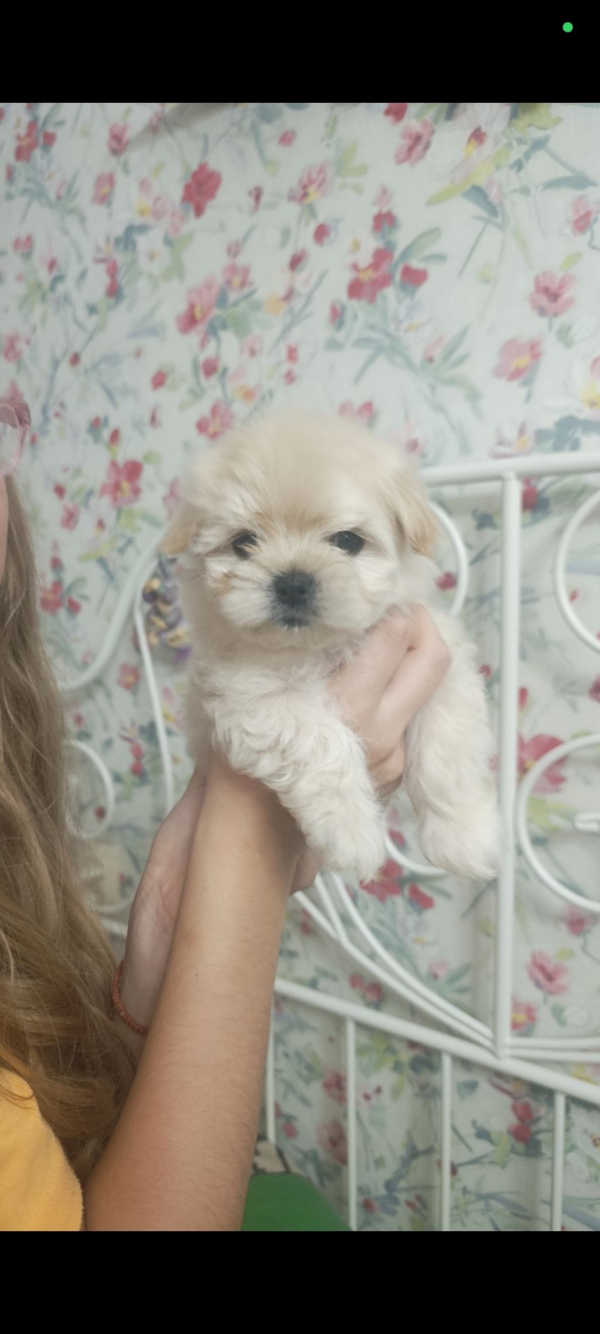 Щеночки болоночки