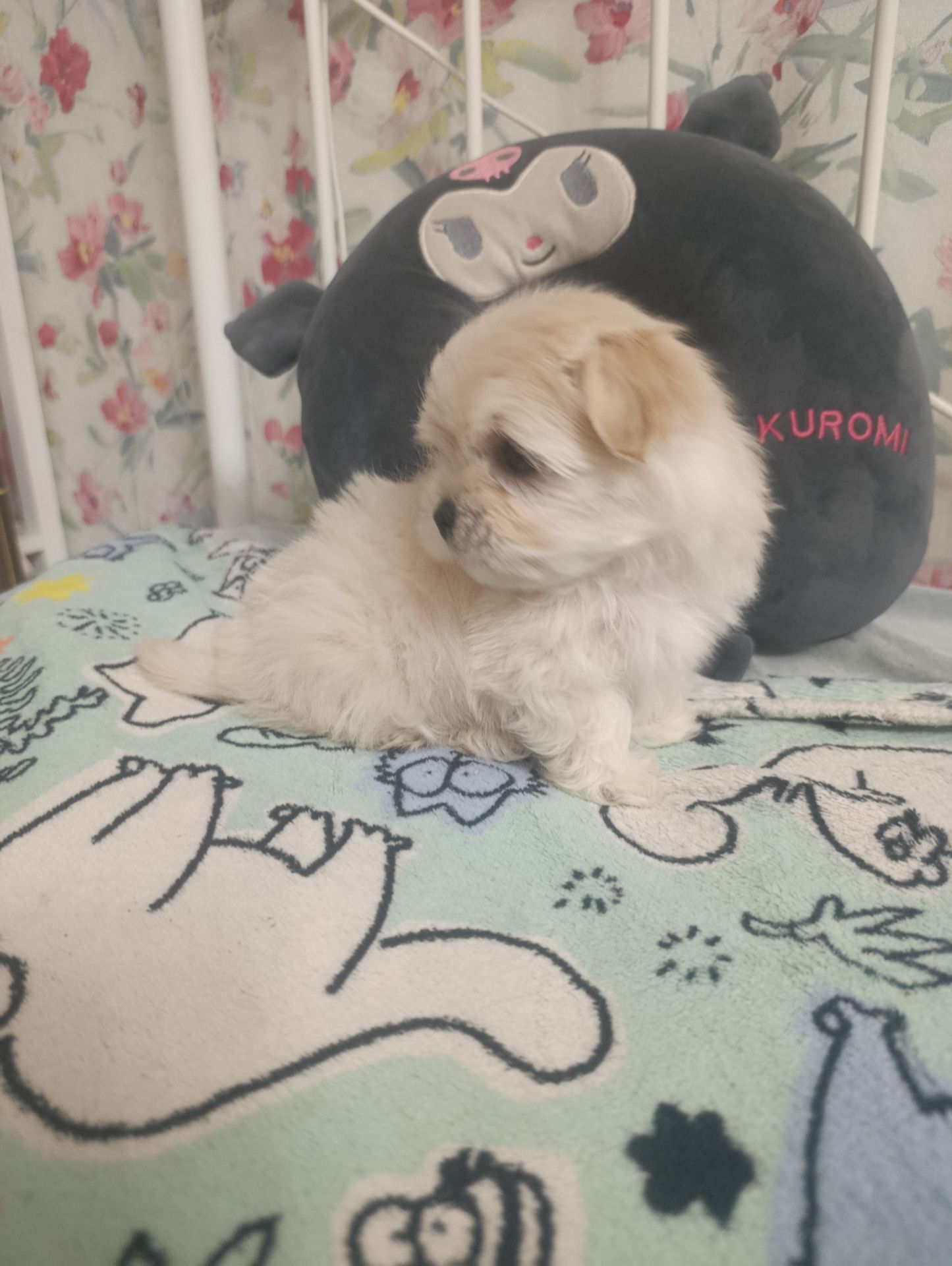 Щеночки болоночки