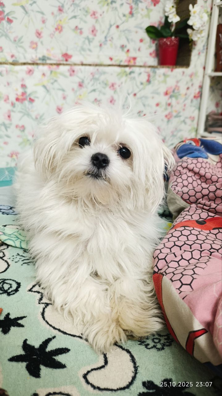 Щеночки болоночки