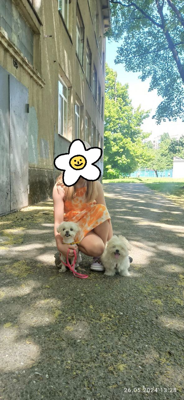 Щеночки болоночки