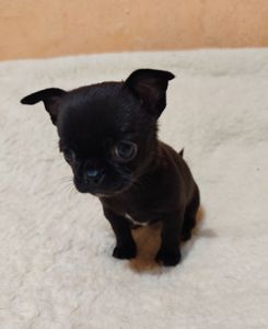 Цуценята Чіхуахуа