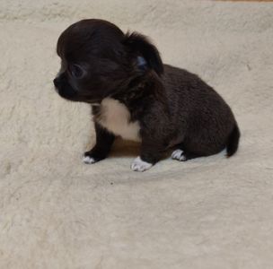 Цуценята Чіхуахуа