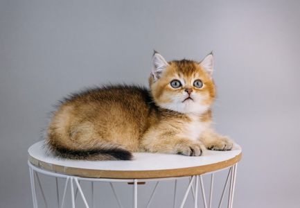 Шотландська дівчинка