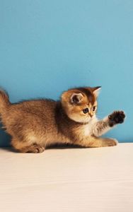 Шотландська дівчинка