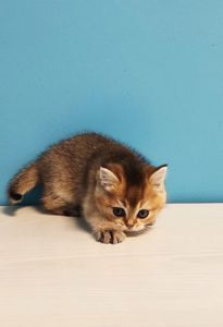 Шотландська дівчинка