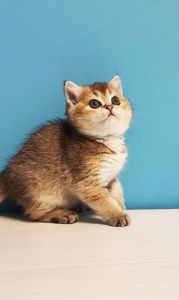 Шотландська дівчинка