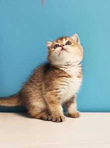 Шотландська дівчинка