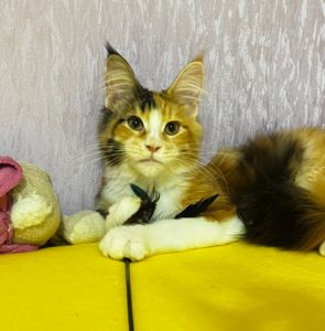 Мейнкун дівчинка з документами