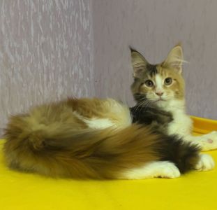 Мейнкун дівчинка з документами