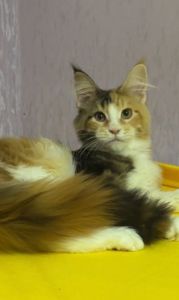 Мейнкун дівчинка з документами