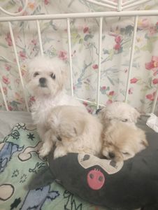 Щеночки болоночки