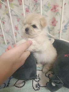 Щеночки болоночки