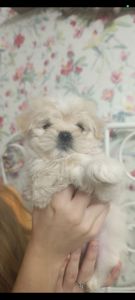 Щеночки болоночки