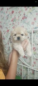 Щеночки болоночки