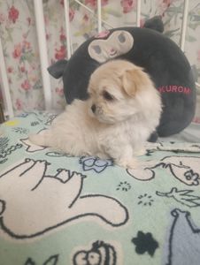 Щеночки болоночки