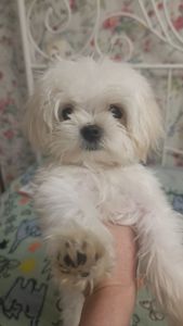 Щеночки болоночки