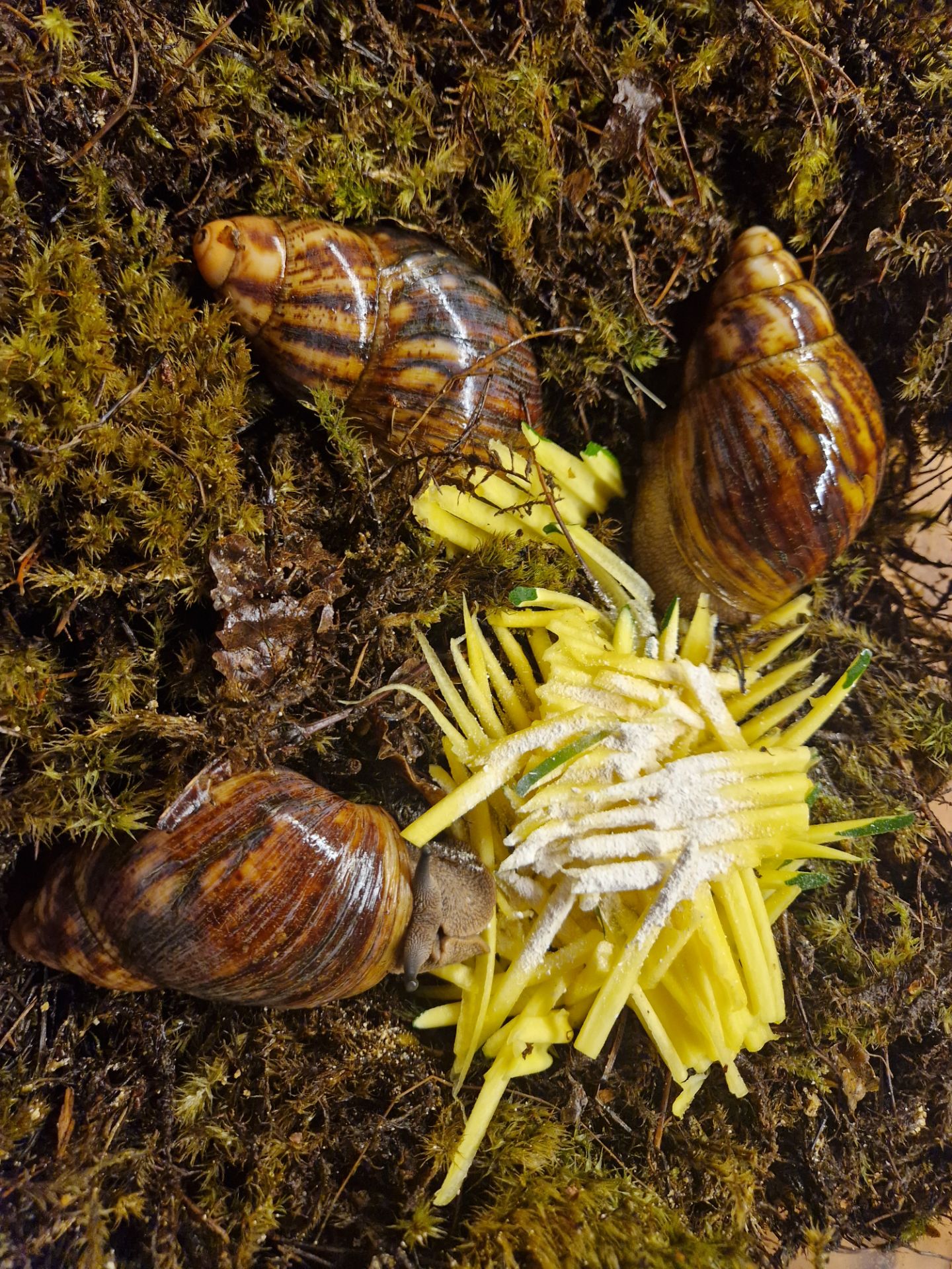 Підліток АрхАхатини Овум