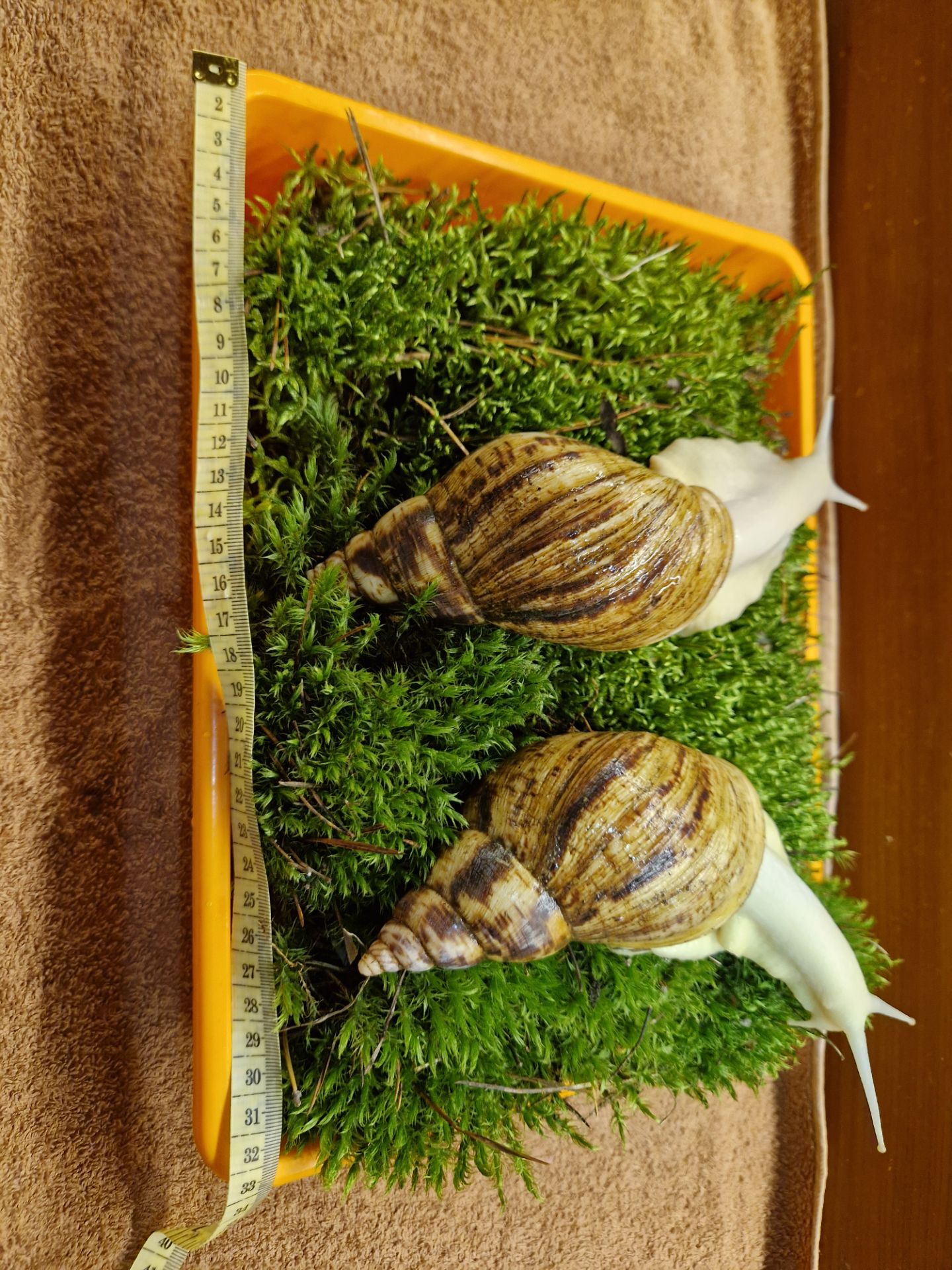 Ахатина Ретикулята Альбіно Боді