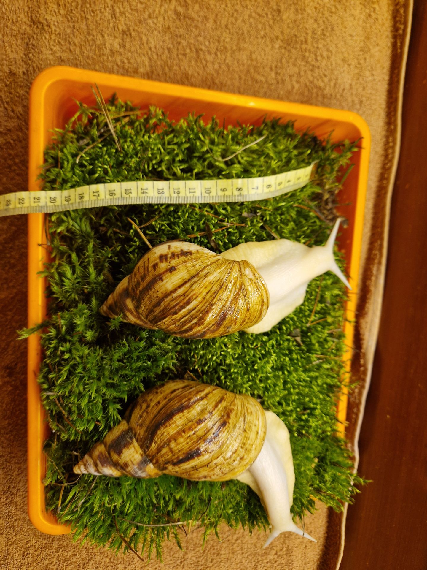 Ахатина Ретикулята Альбіно Боді