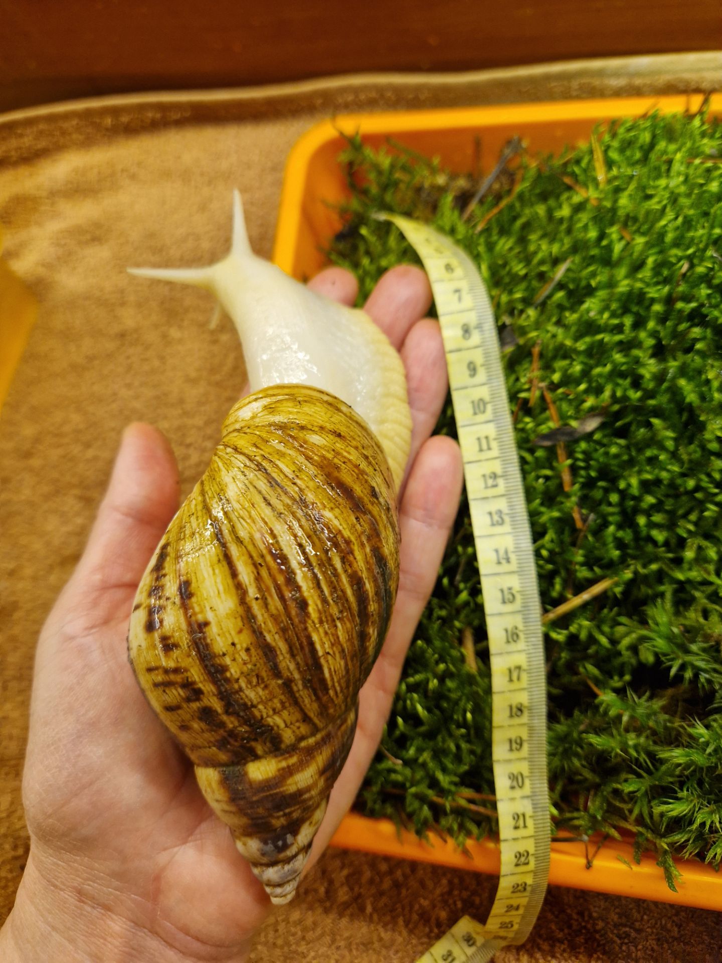 Ахатина Ретикулята Альбіно Боді