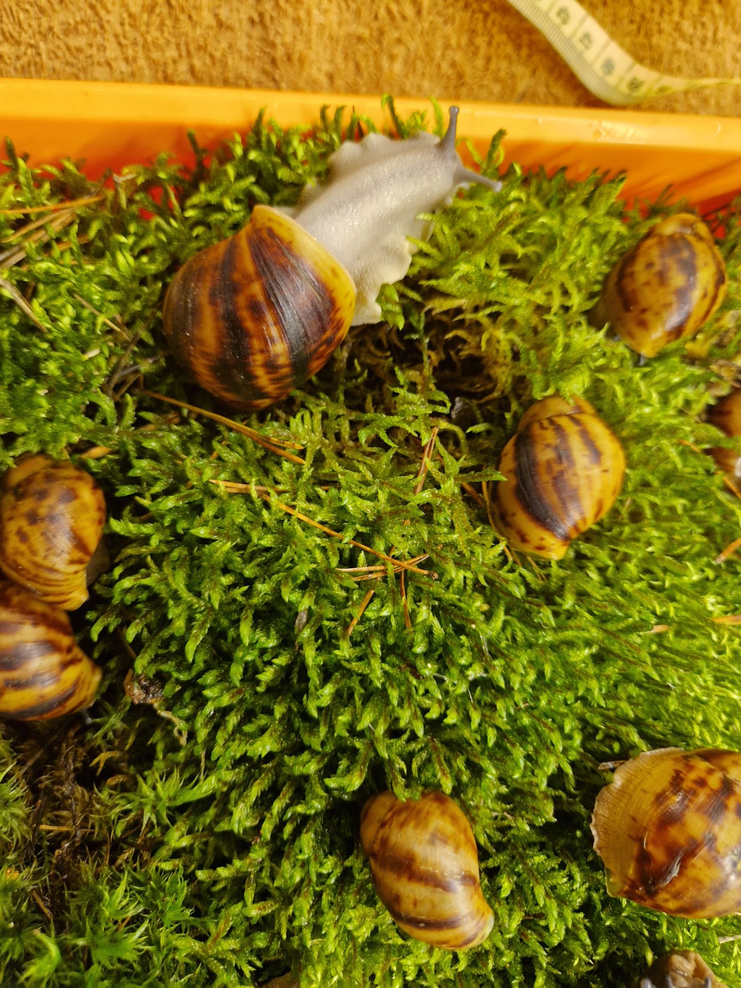 Підліток АрхАхатини Овум