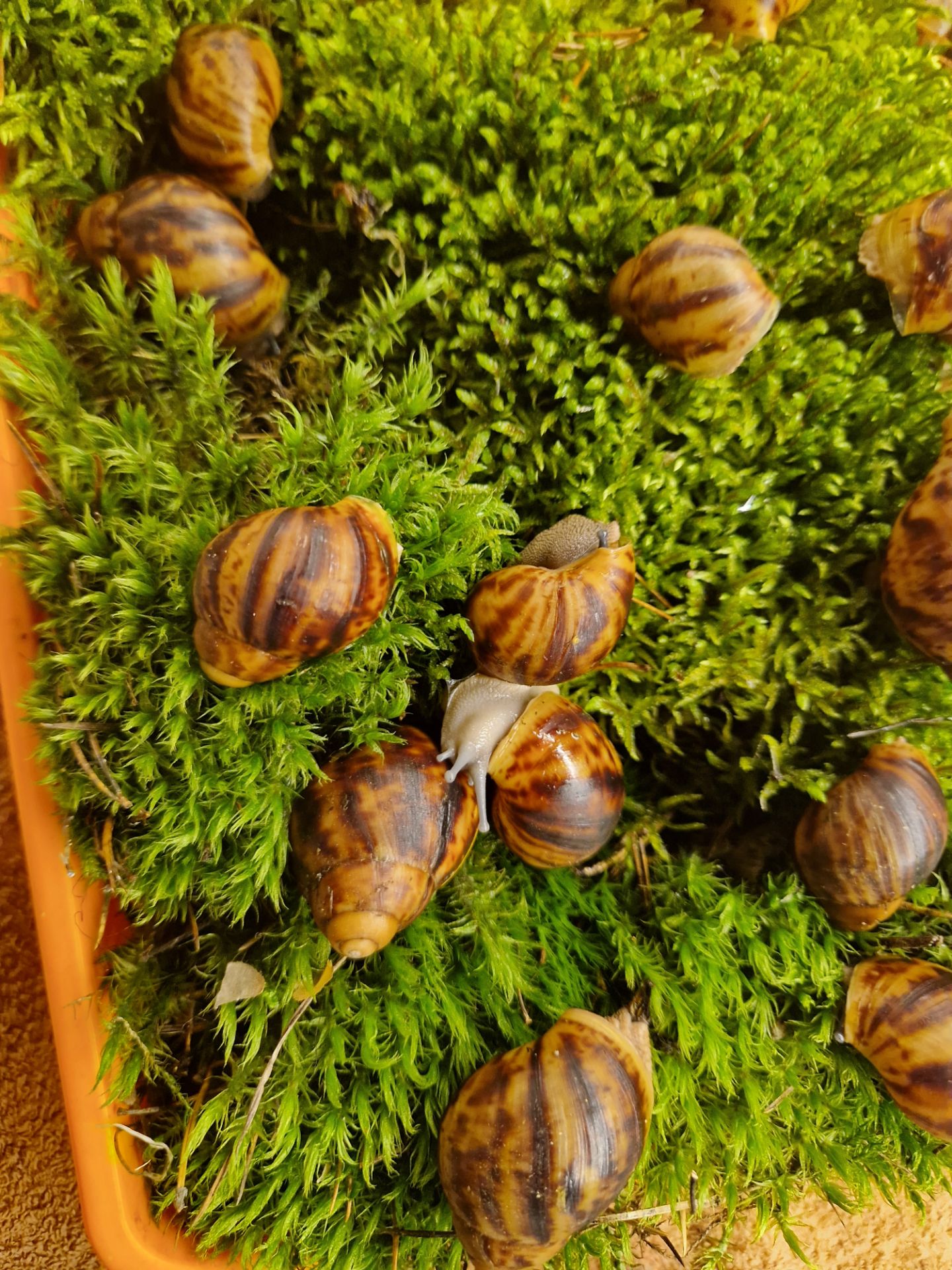 Підліток АрхАхатини Овум