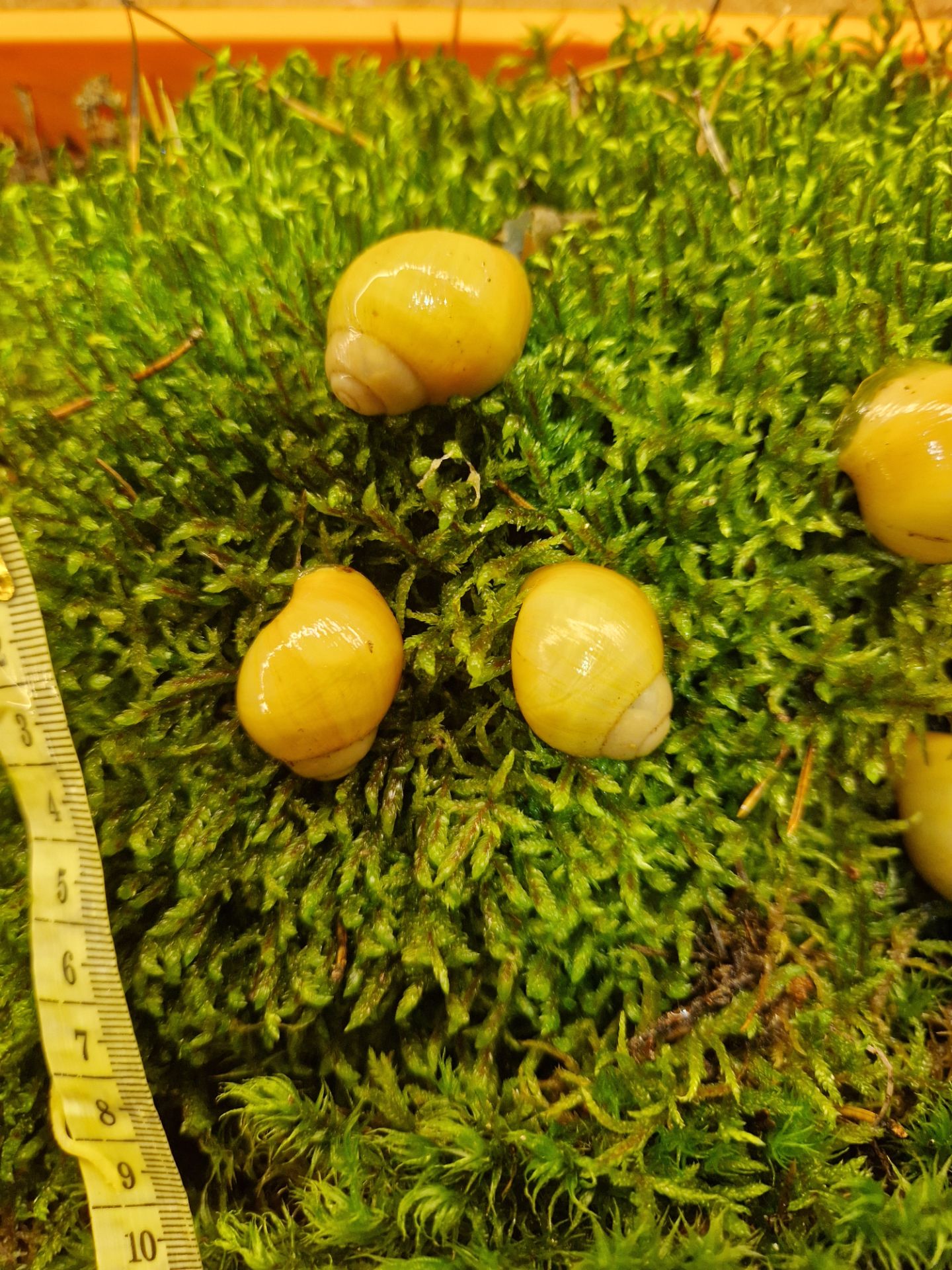 Підліток АрхАхатини Ukrainian White Gold