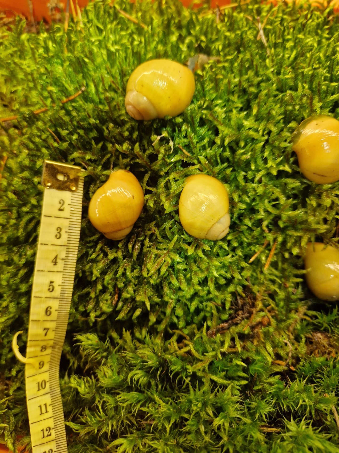 Підліток АрхАхатини Ukrainian White Gold