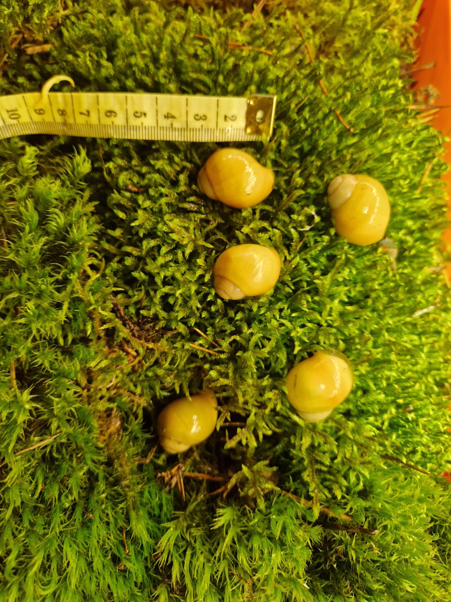 Підліток АрхАхатини Ukrainian White Gold