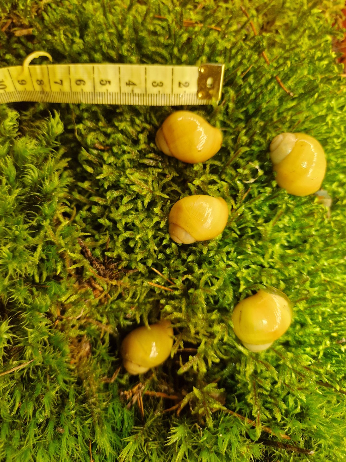 Підліток АрхАхатини Ukrainian White Gold