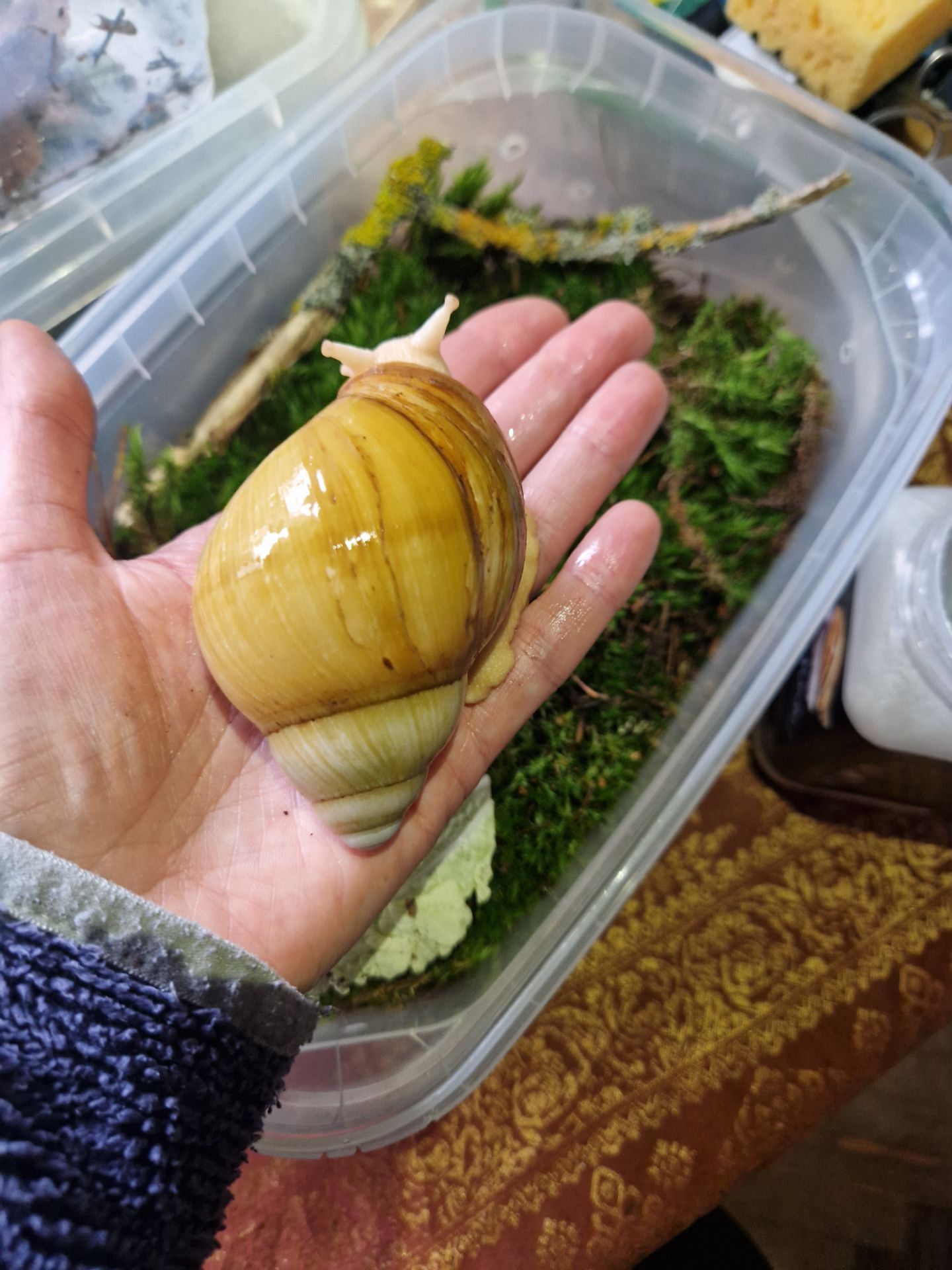 Підліток АрхАхатини Ukrainian White Gold