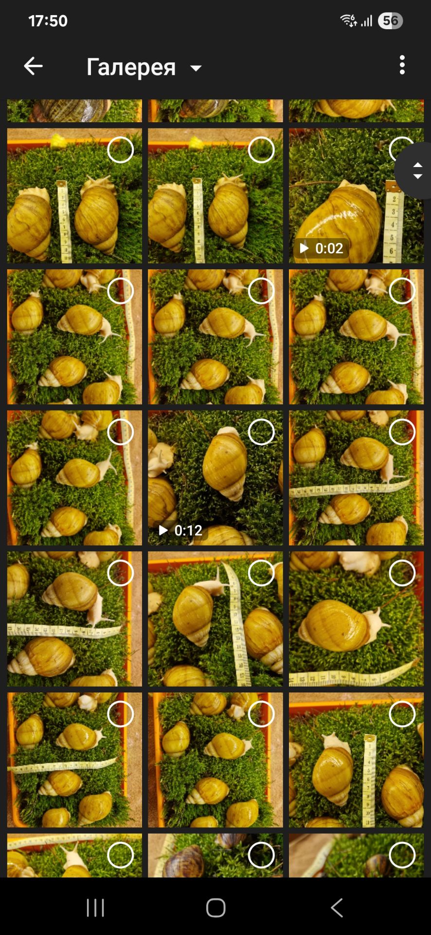 Підліток АрхАхатини Ukrainian White Gold