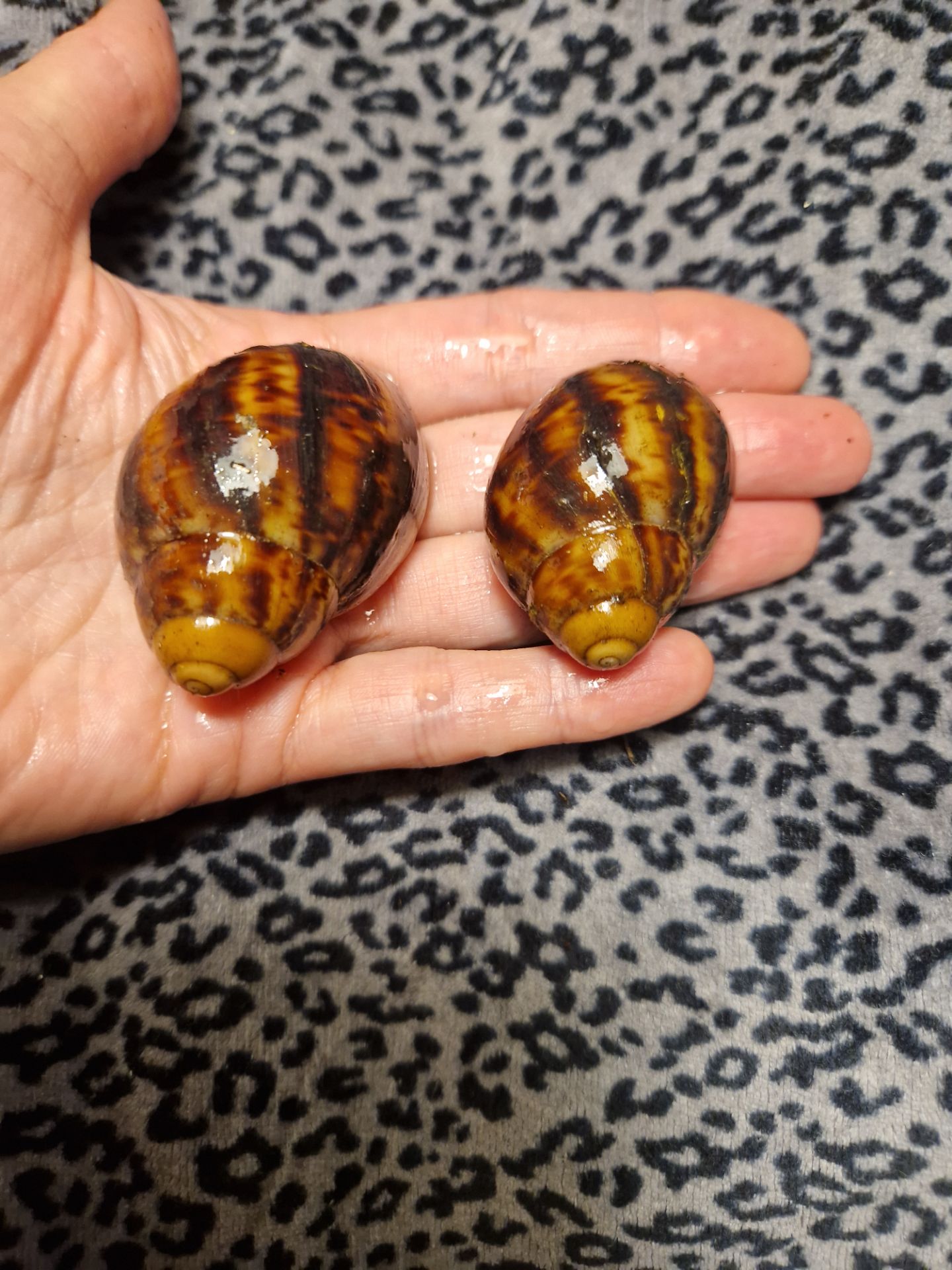 Підліток АрхАхатини Овум