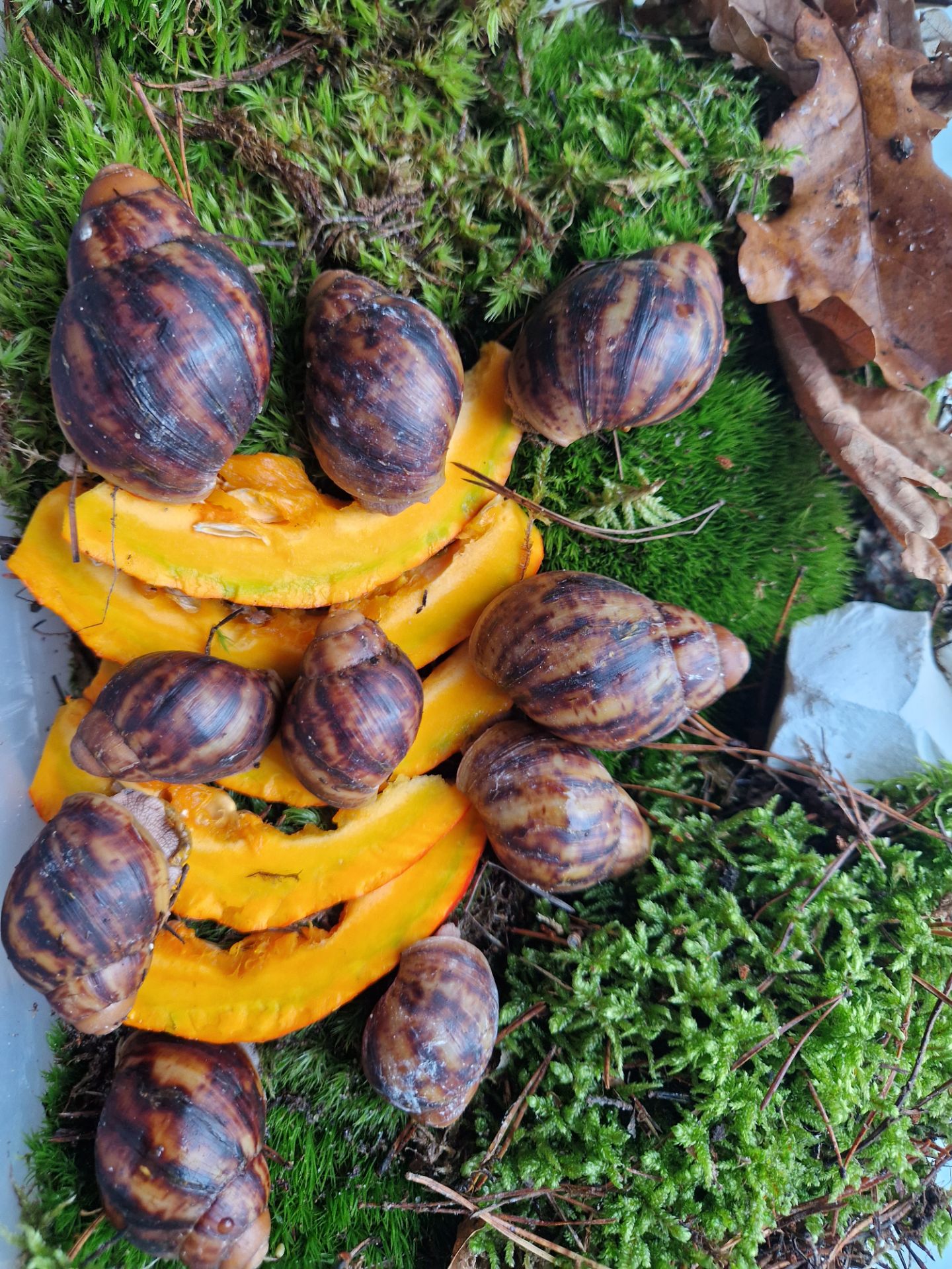Підліток АрхАхатини Овум