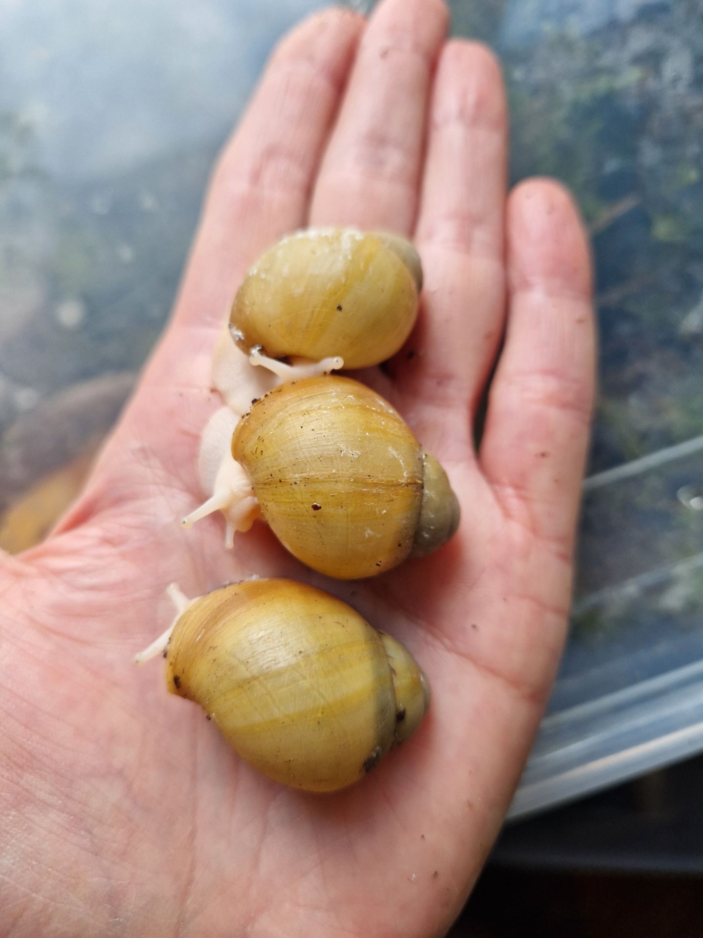 Підліток АрхАхатини Ukrainian White Gold