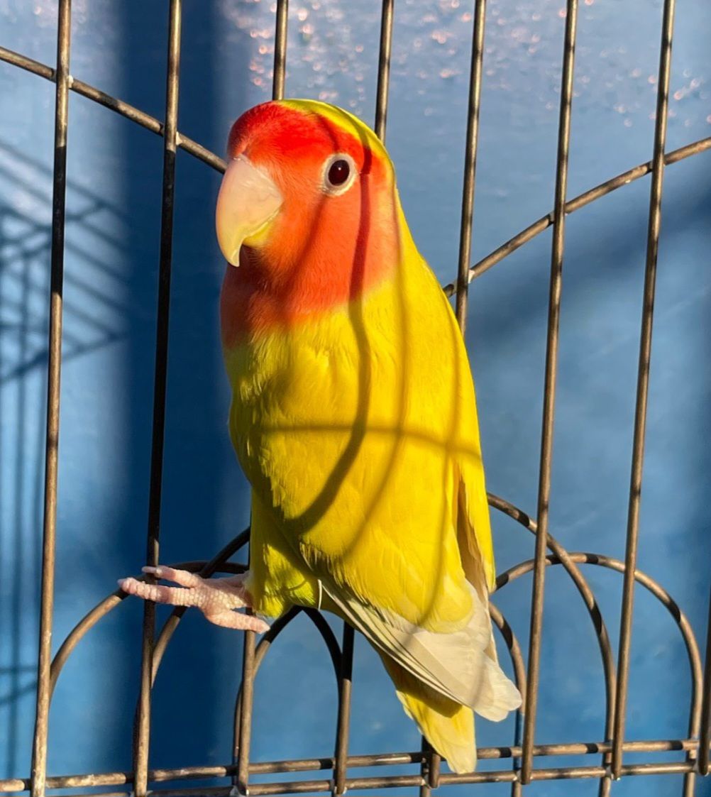 Неразлучники