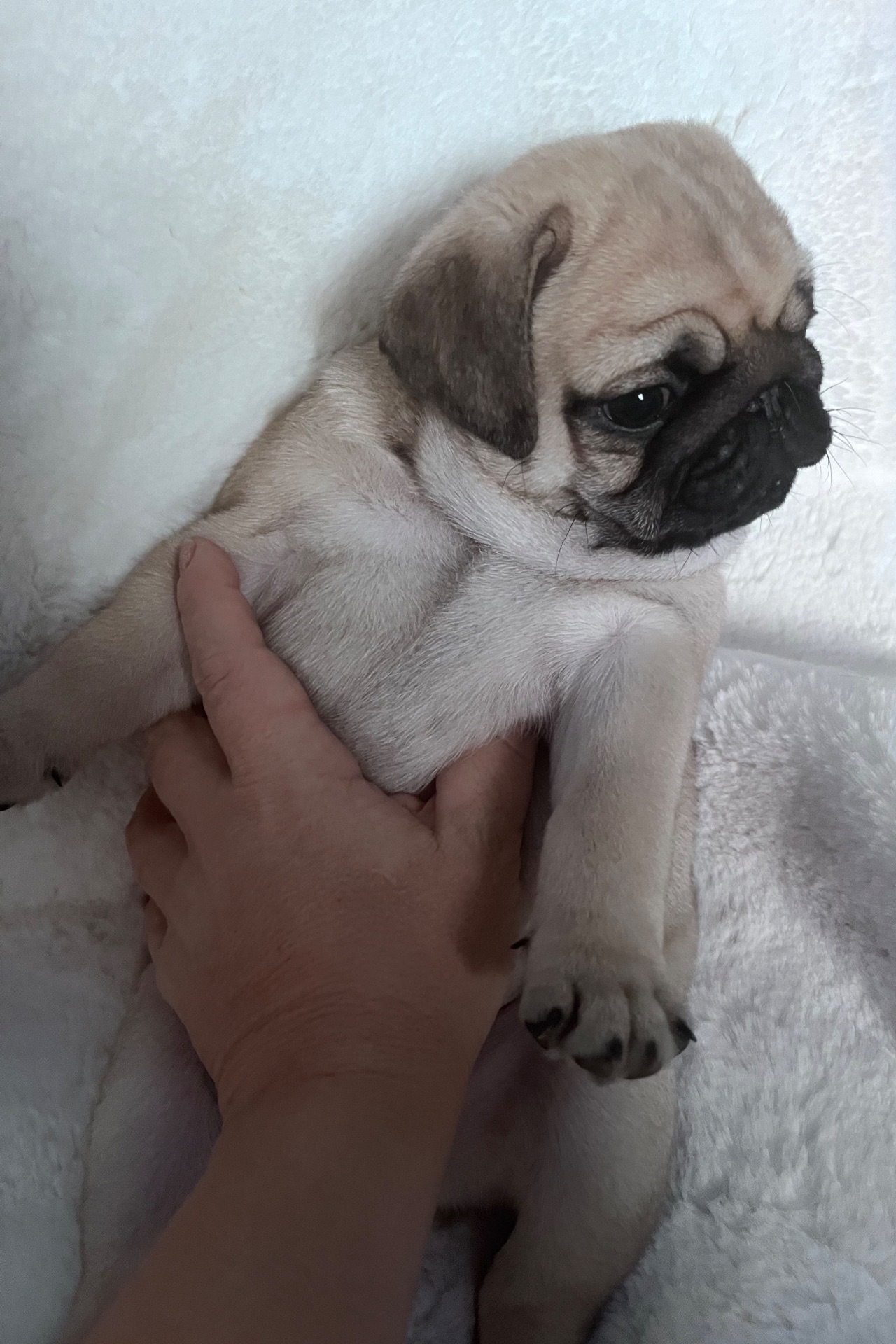 Цуценята мопса