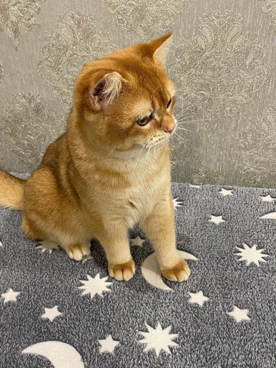 Золотиста британська шиншила - котики 8 місяців