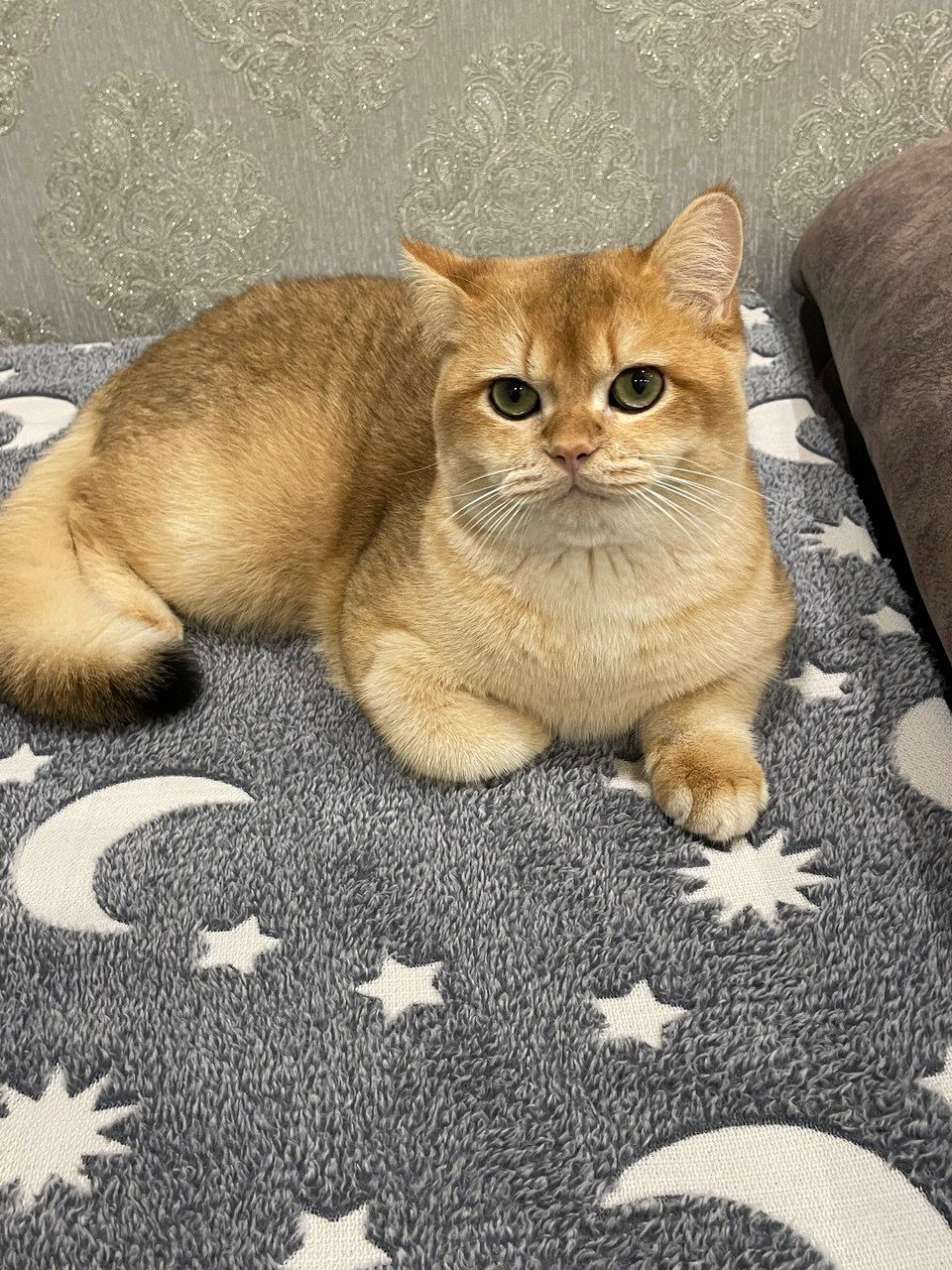 Золотиста британська шиншила - котики 8 місяців