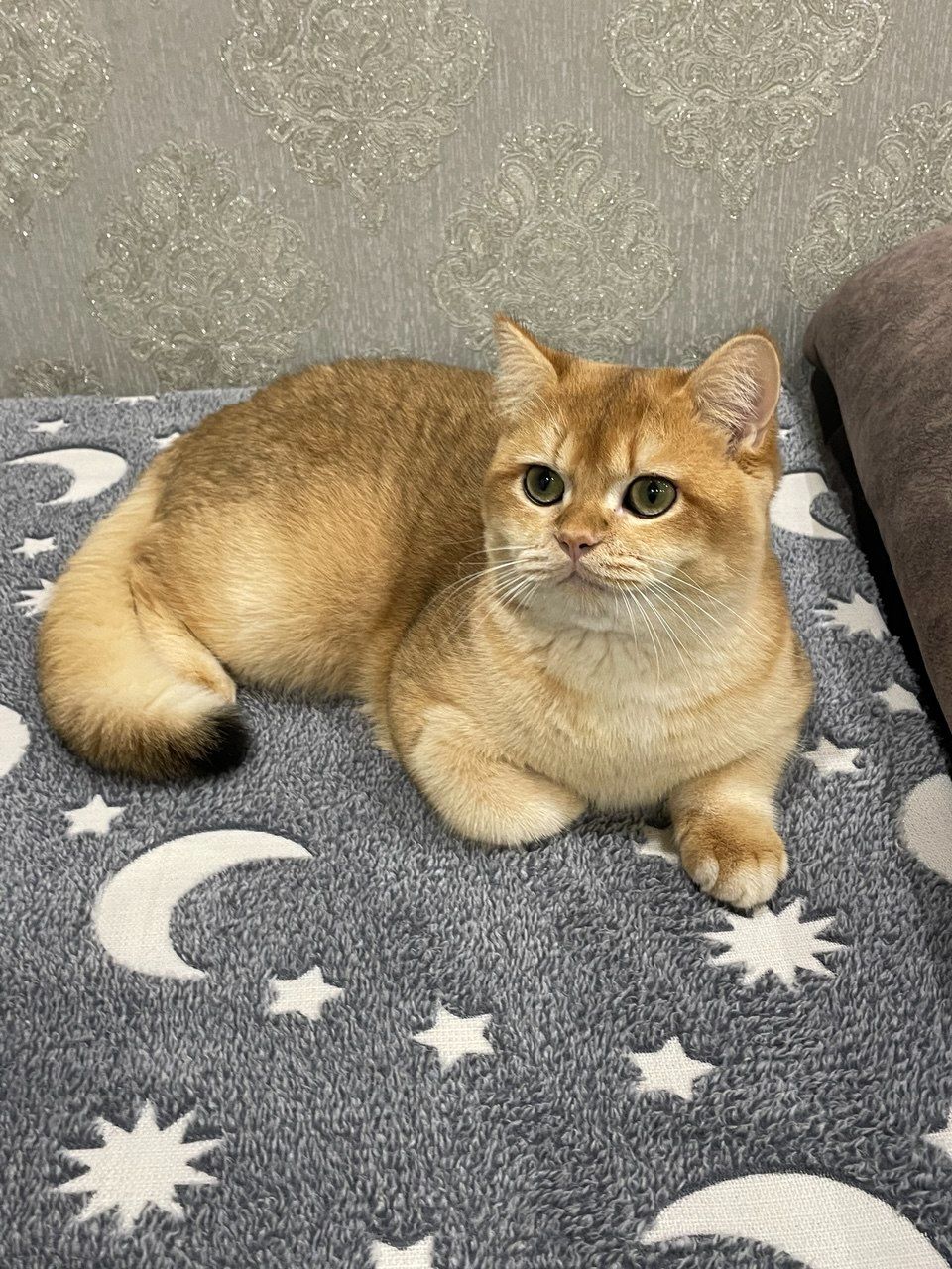 Золотиста британська шиншила - котики 8 місяців