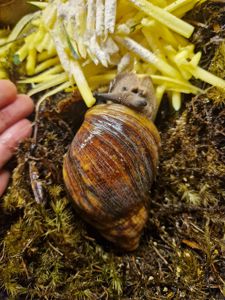 Підліток АрхАхатини Овум