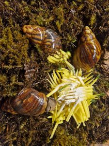 Підліток АрхАхатини Овум