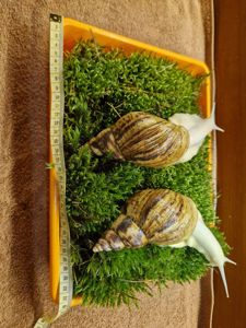 Ахатина Ретикулята Альбіно Боді