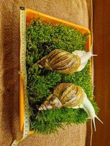 Ахатина Ретикулята Альбіно Боді