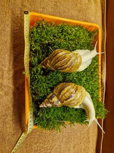 Ахатина Ретикулята Альбіно Боді