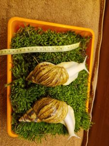 Ахатина Ретикулята Альбіно Боді