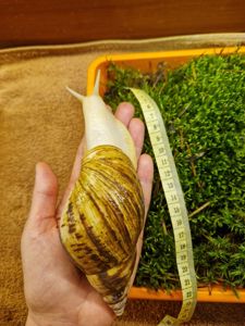 Ахатина Ретикулята Альбіно Боді