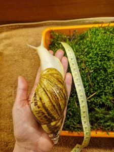 Ахатина Ретикулята Альбіно Боді