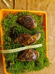 Підліток АрхАхатини Овум